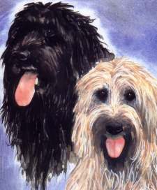 Briards