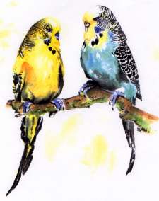 Budgies