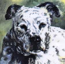 Bulldog / Dalmation Cross